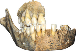 mandibule et maxillaire de l'enfant de sclayn (c. grotte scaldinia)