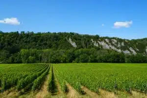 (c)exploremeuse deniscloson vignes meuse