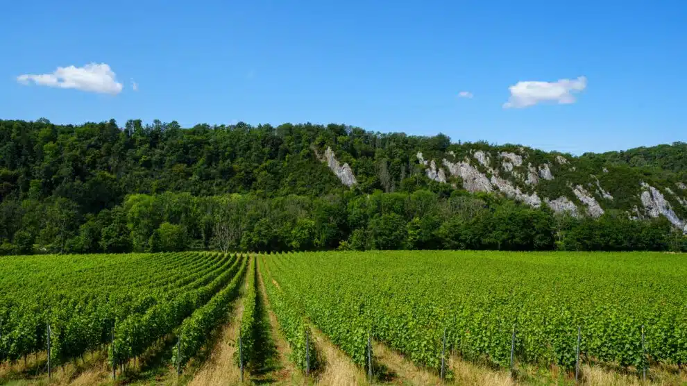 (c)exploremeuse deniscloson vignes meuse