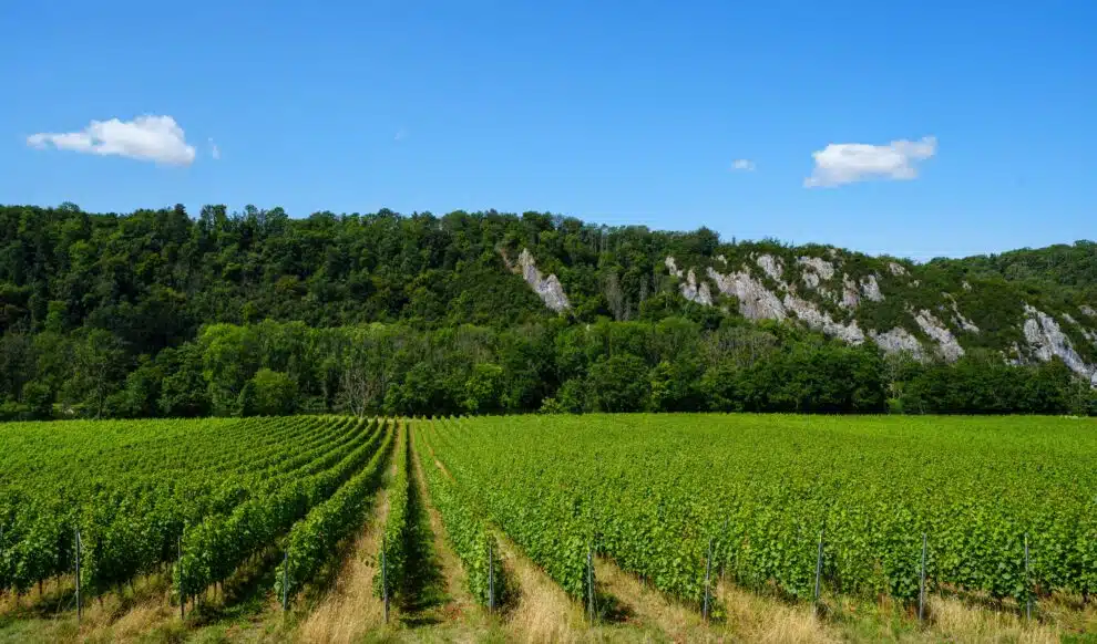 (c)exploremeuse deniscloson vignes meuse